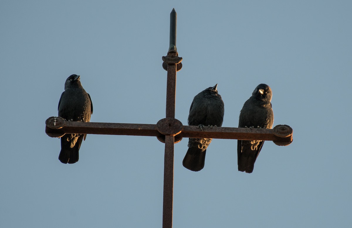 Eurasian Jackdaw - ML195169351