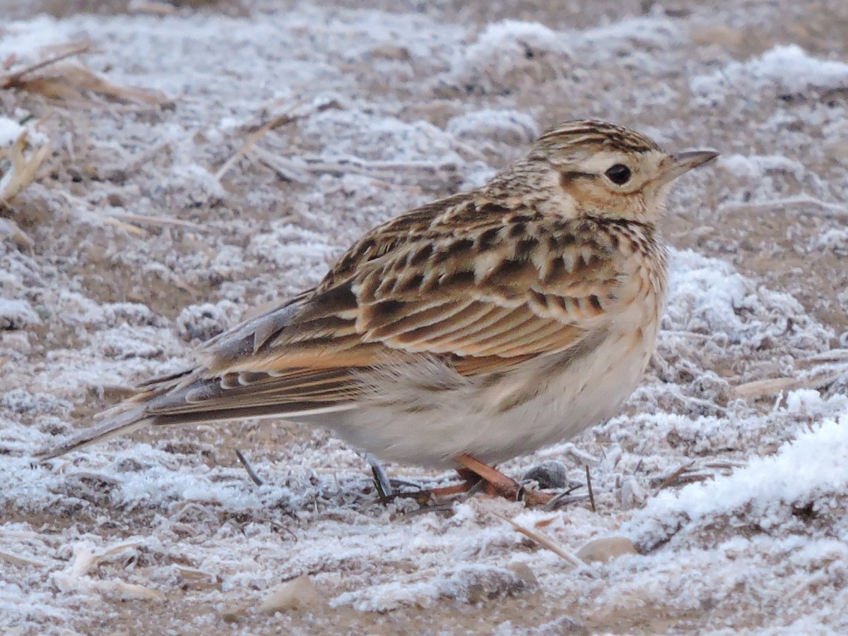 Oriental Skylark - ML195169561