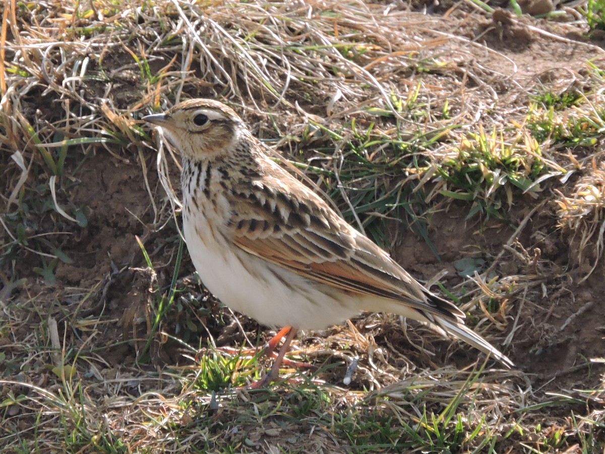 Oriental Skylark - ML195169571