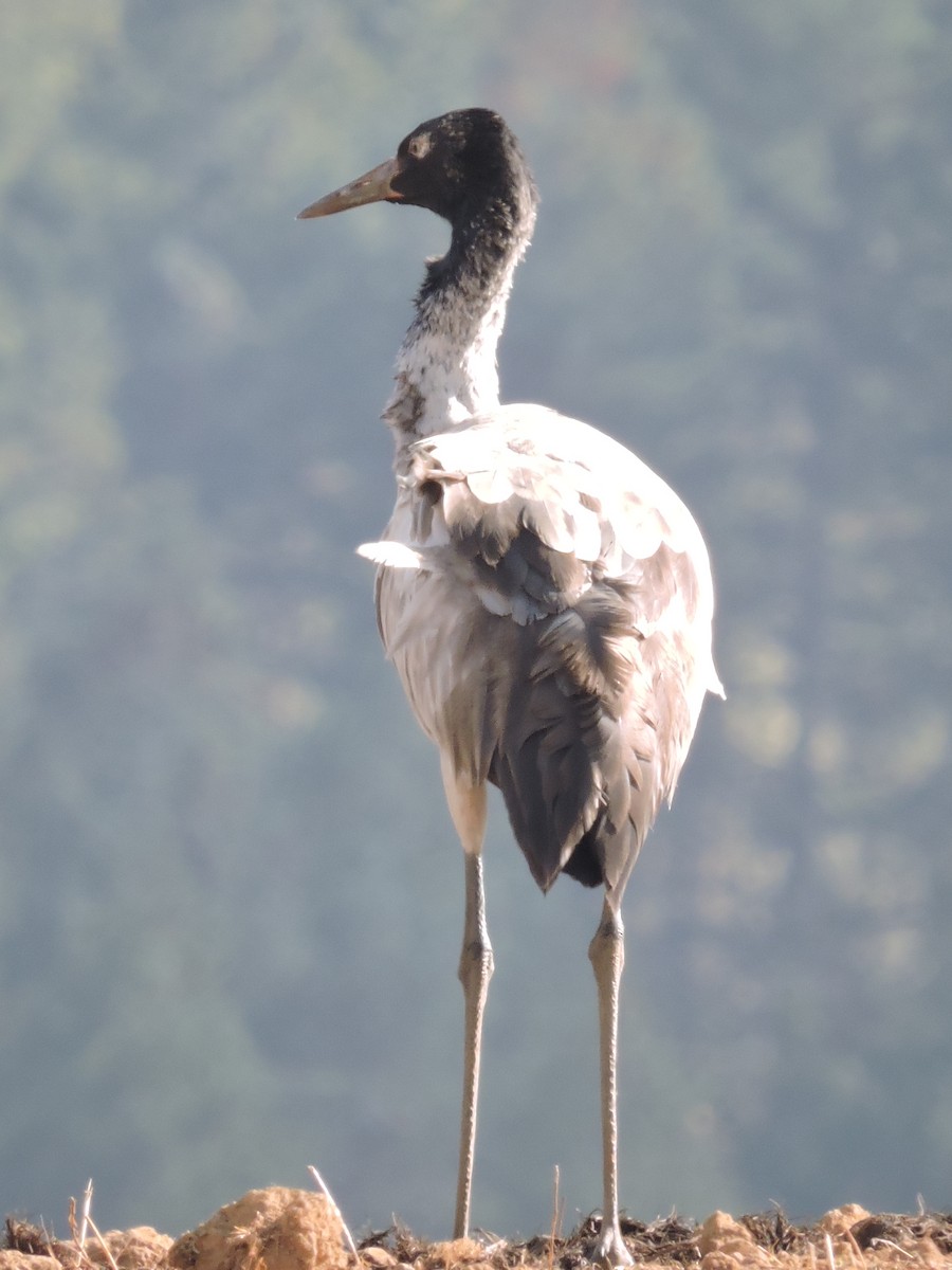 Black-necked Crane - ML195169661