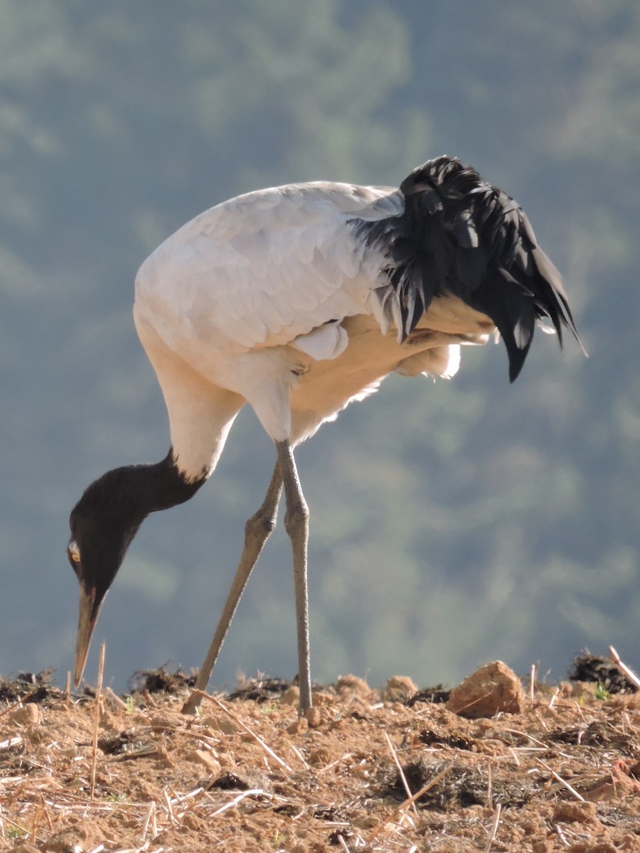 Black-necked Crane - ML195169671