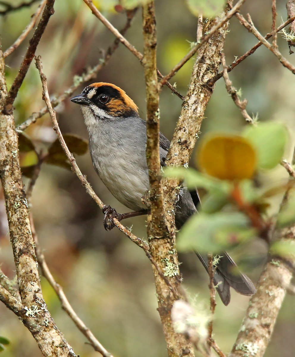 Black-spectacled Brushfinch - Roger Ahlman