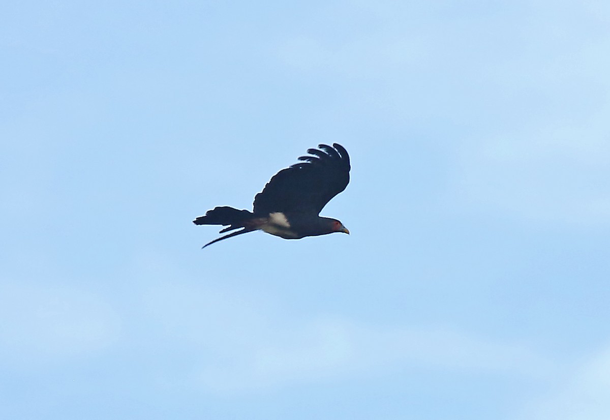 Caracara à gorge rouge - ML195171071