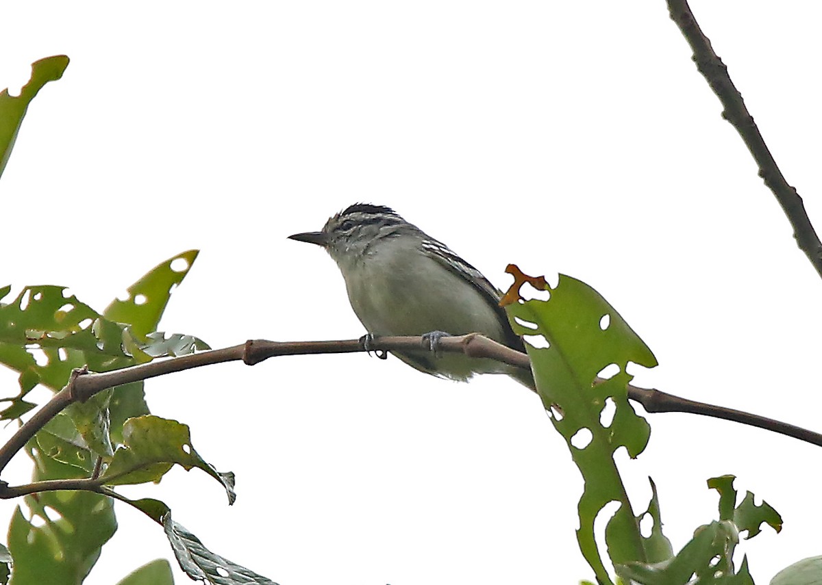 Creamy-bellied Antwren - ML195171111