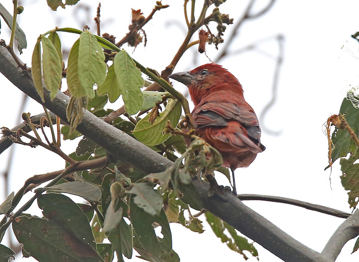 Hepatic Tanager (Highland) - Roger Ahlman