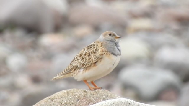 Gray-breasted Seedsnipe - ML195171671