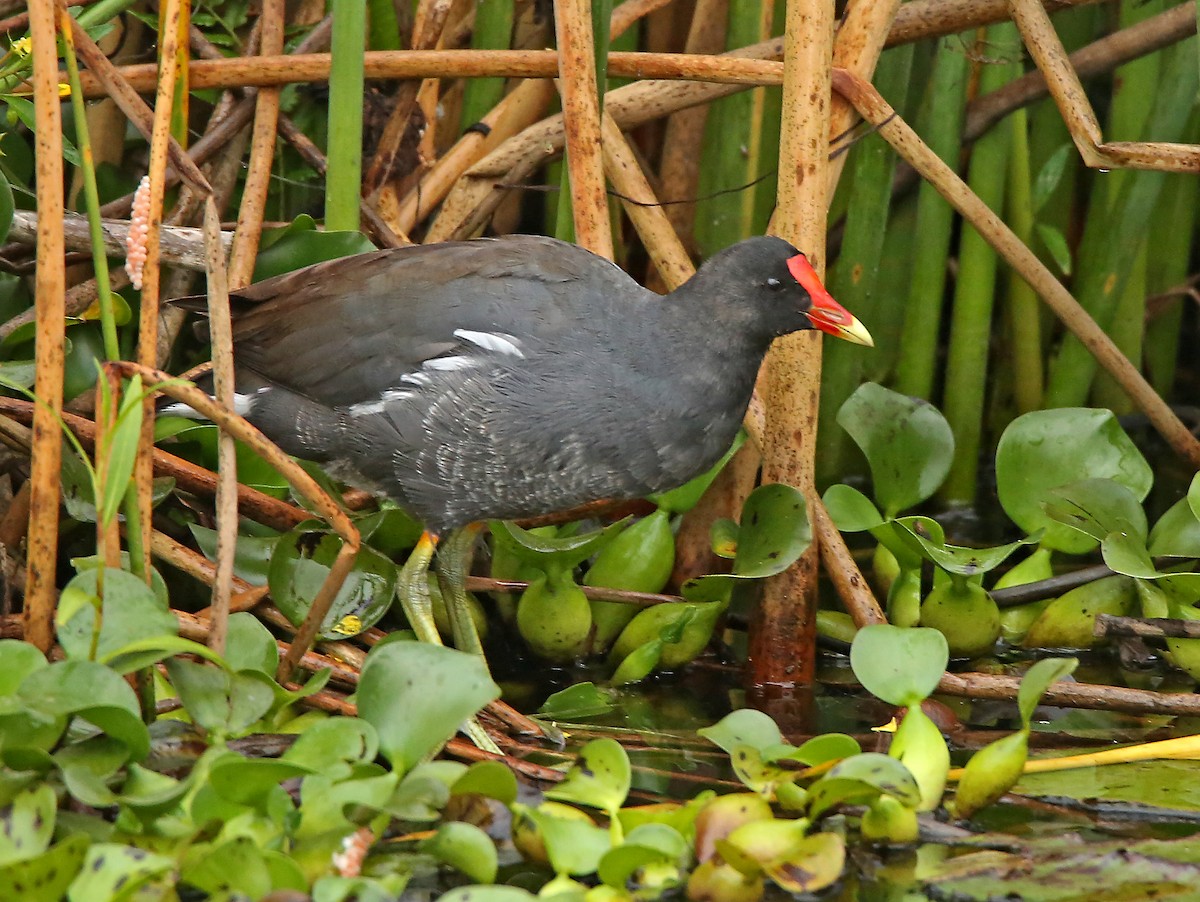 Common Gallinule (Altiplano) - Roger Ahlman