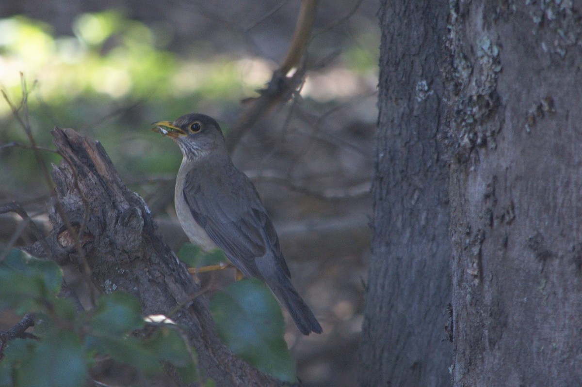 Austral Thrush - Leonel Melvern