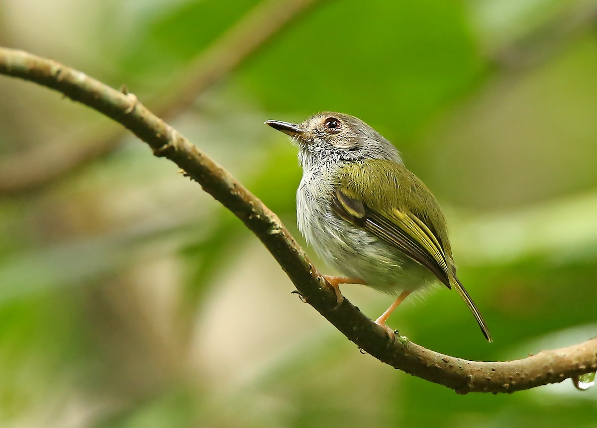 White-bellied Pygmy-Tyrant - Roger Ahlman