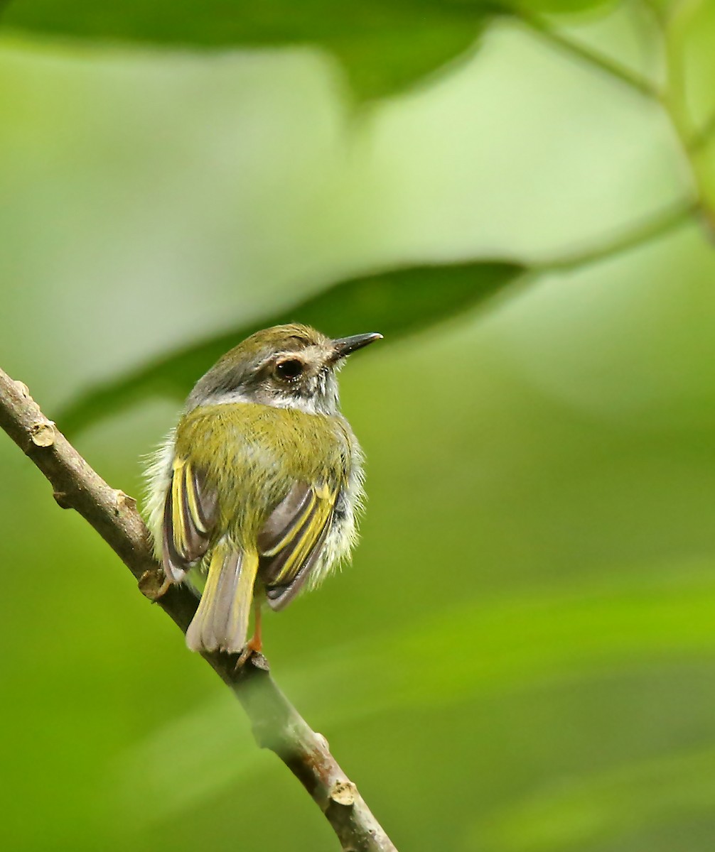 White-bellied Pygmy-Tyrant - ML195172091