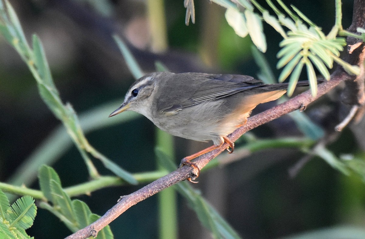 Dusky Warbler - ML195173571