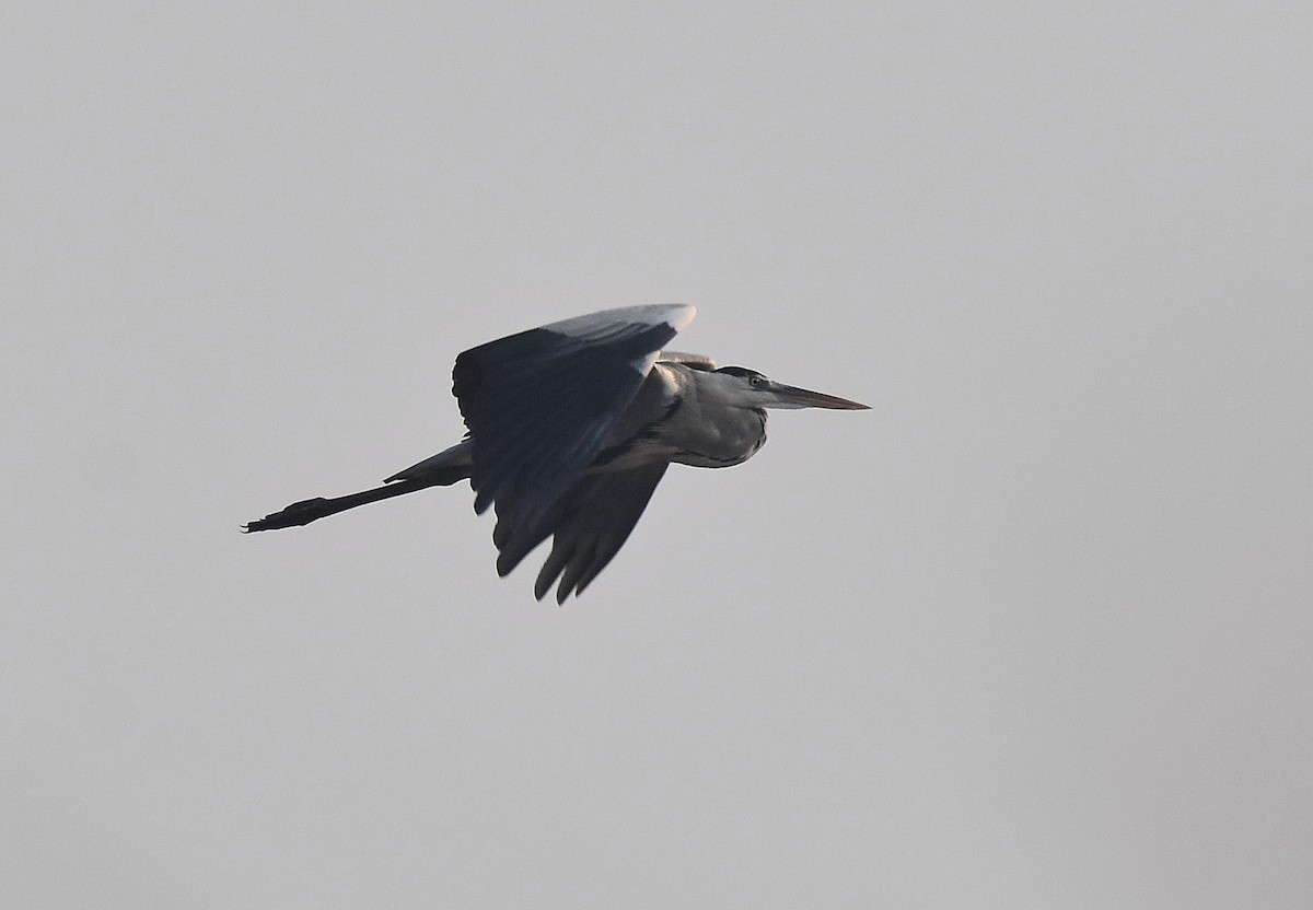 Gray Heron - ML195173681