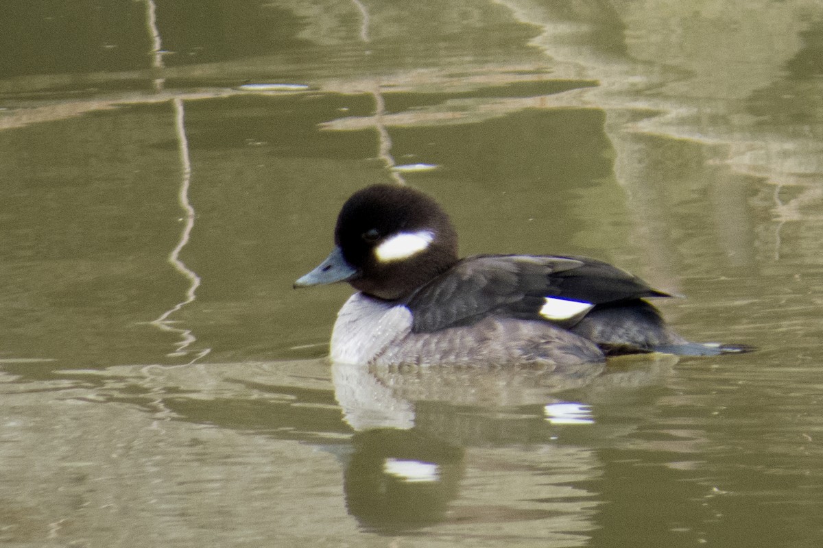 Bufflehead - ML195175001