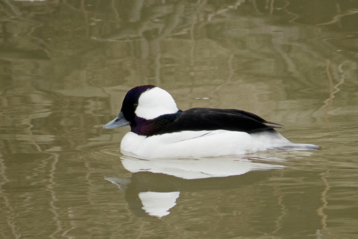 Bufflehead - ML195175181