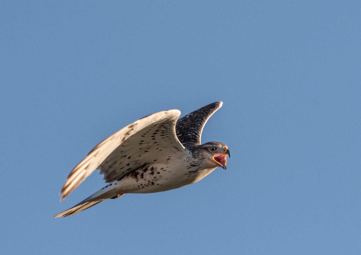 Ferruginous Hawk - William Higgins