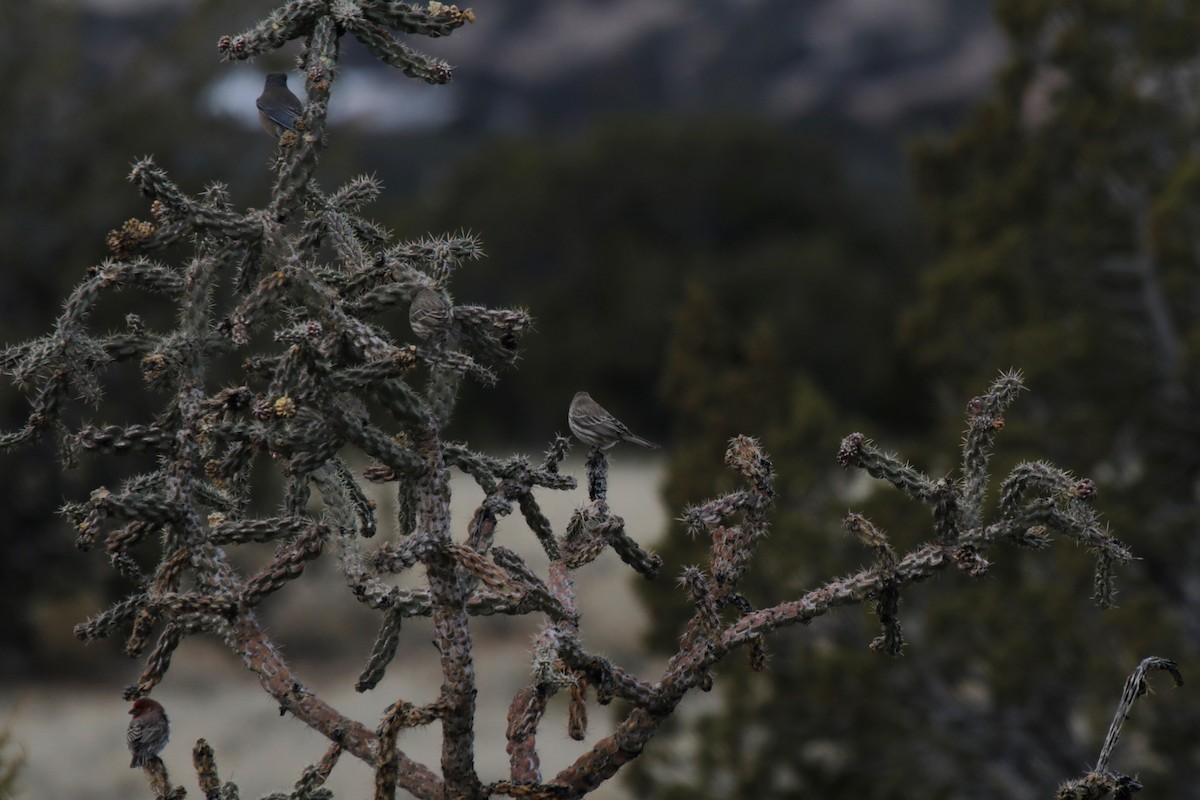 House Finch - Doug Kibbe