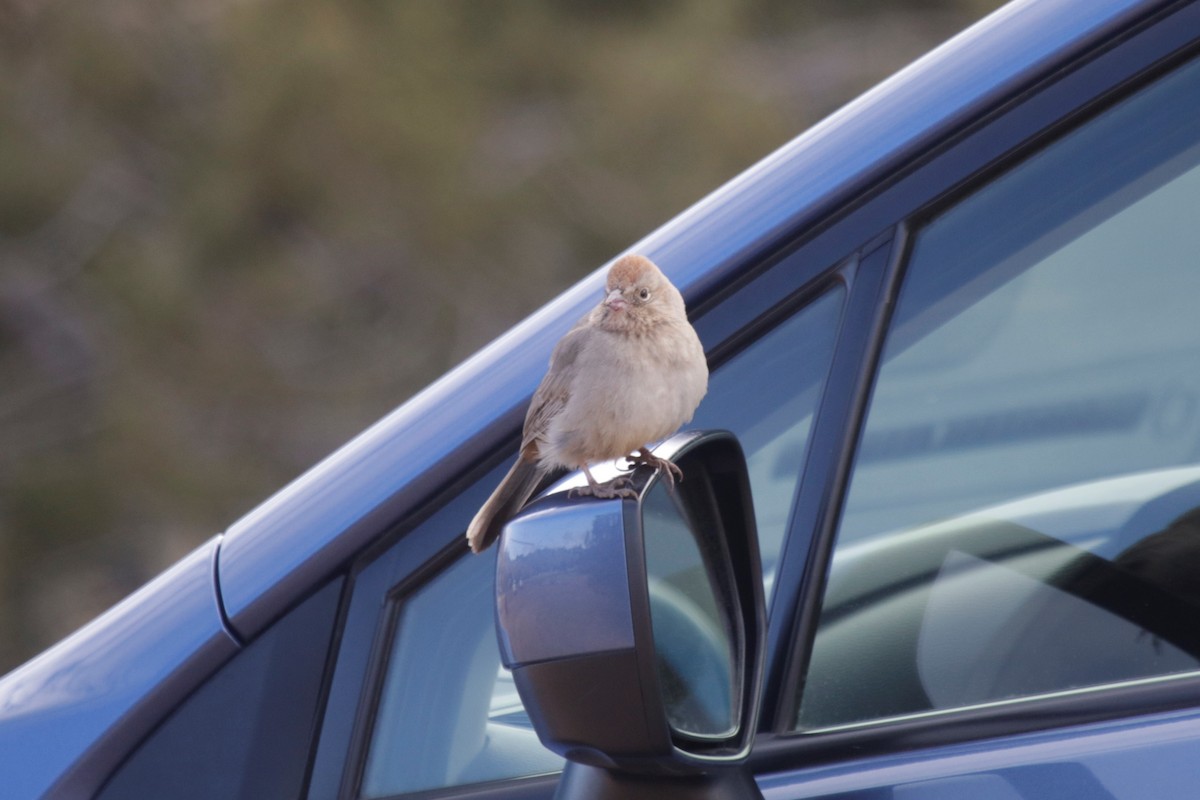 Canyon Towhee - ML195176021