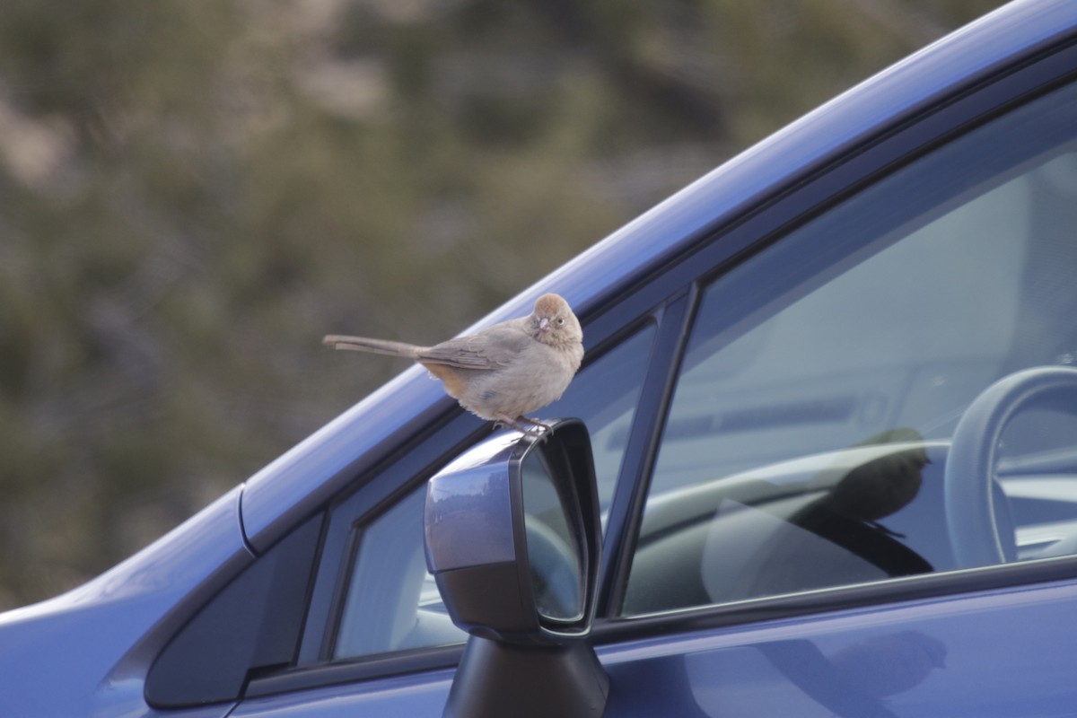 Canyon Towhee - ML195176141