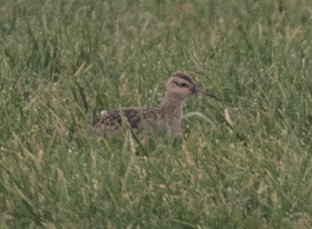 Little Curlew - ML195178621