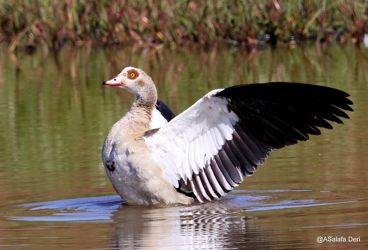 Egyptian Goose - ML195178971