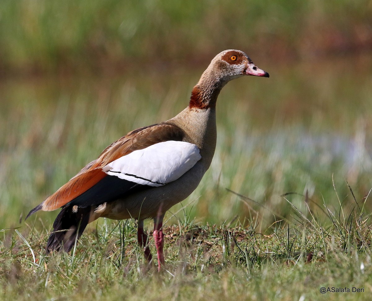 Egyptian Goose - ML195178981