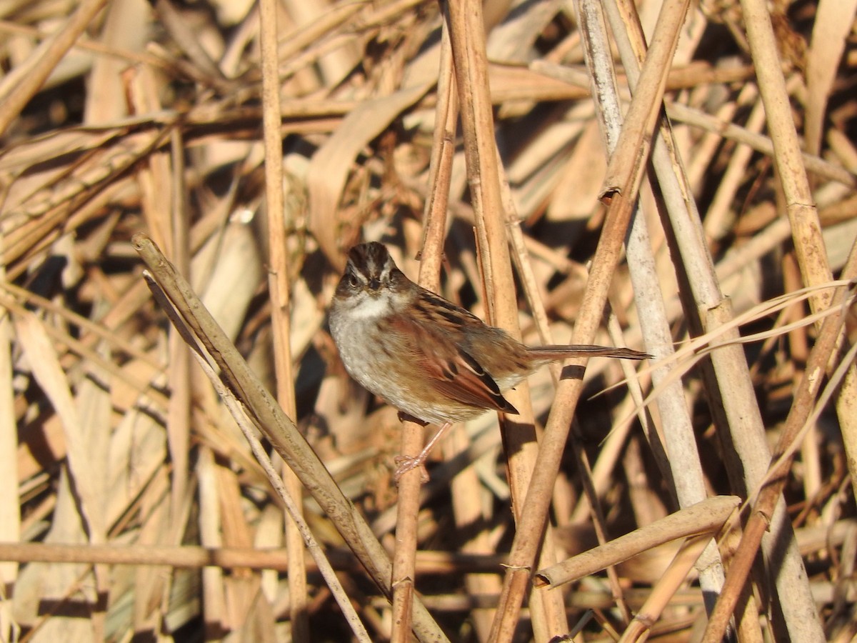 Swamp Sparrow - ML195179541