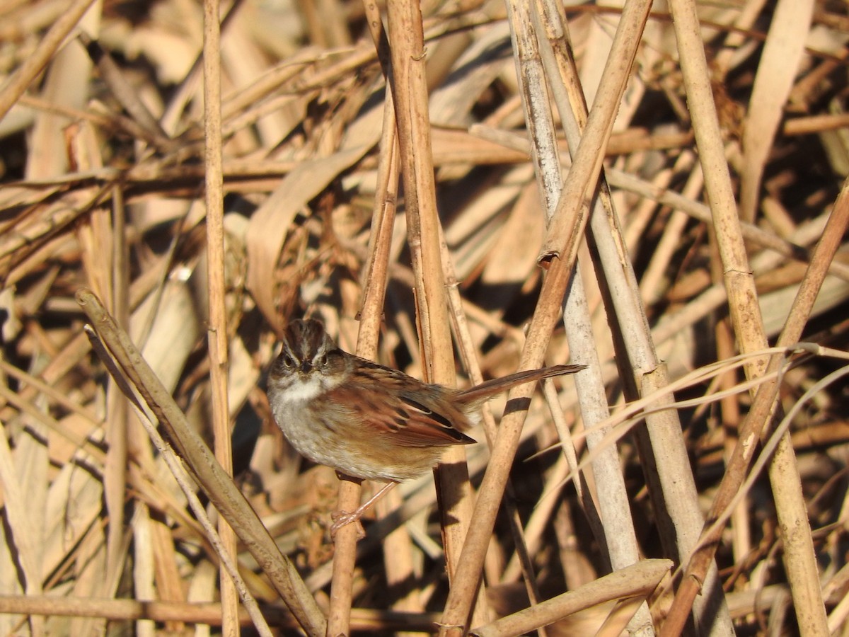 Swamp Sparrow - ML195179551