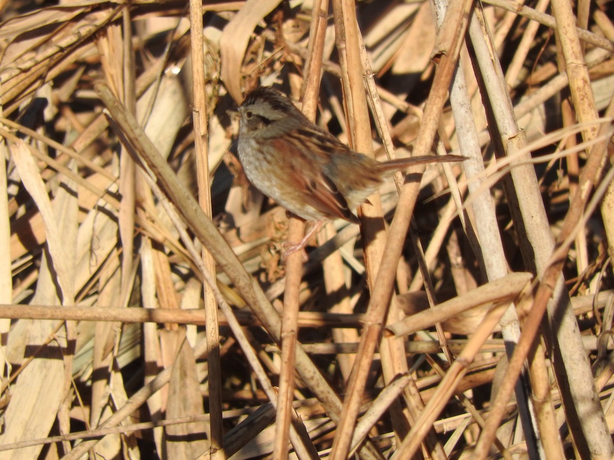Swamp Sparrow - ML195179561