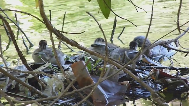 Pied-billed Grebe - ML195180421