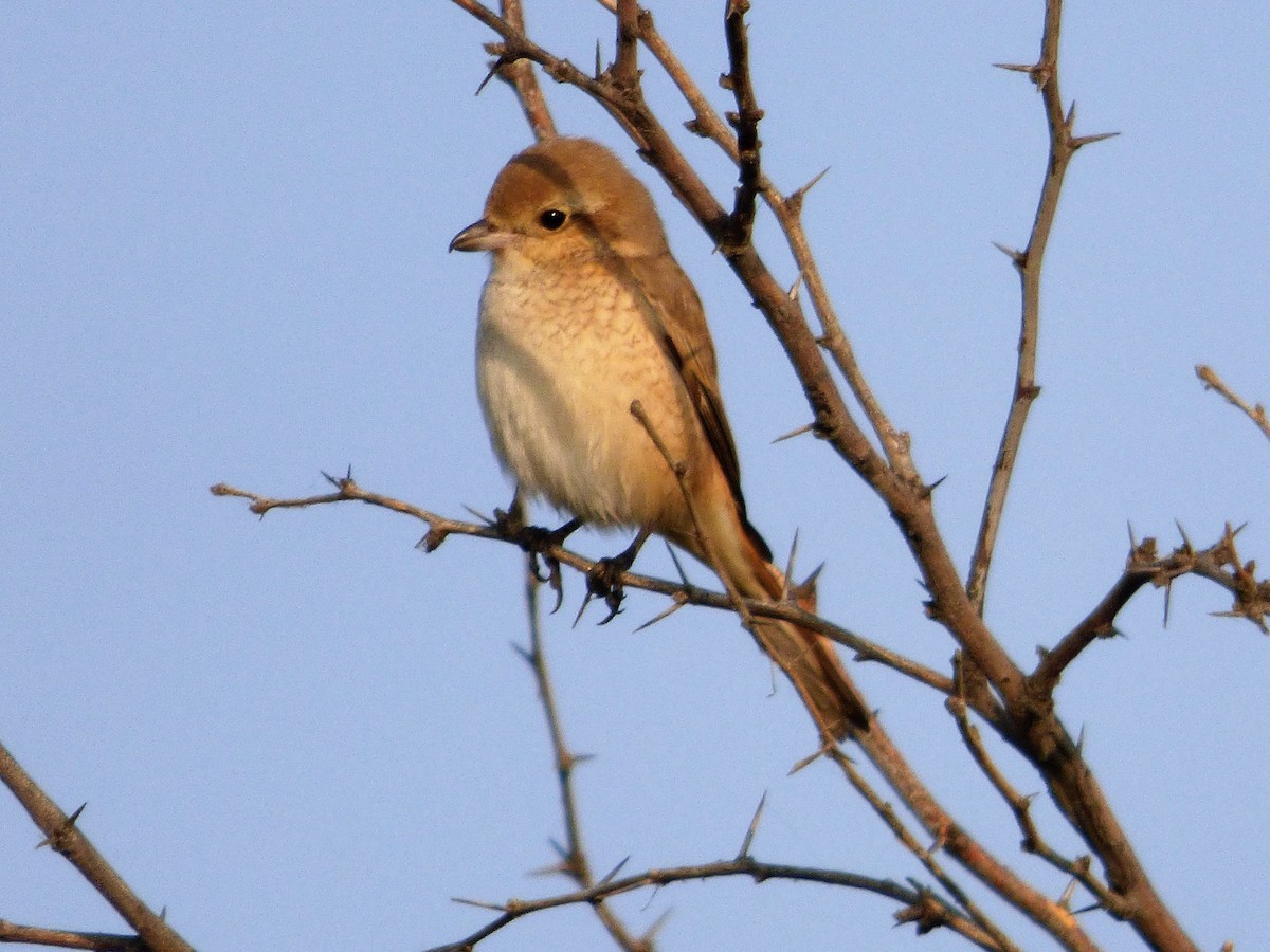 Red-tailed/Isabelline Shrike - ML195184151