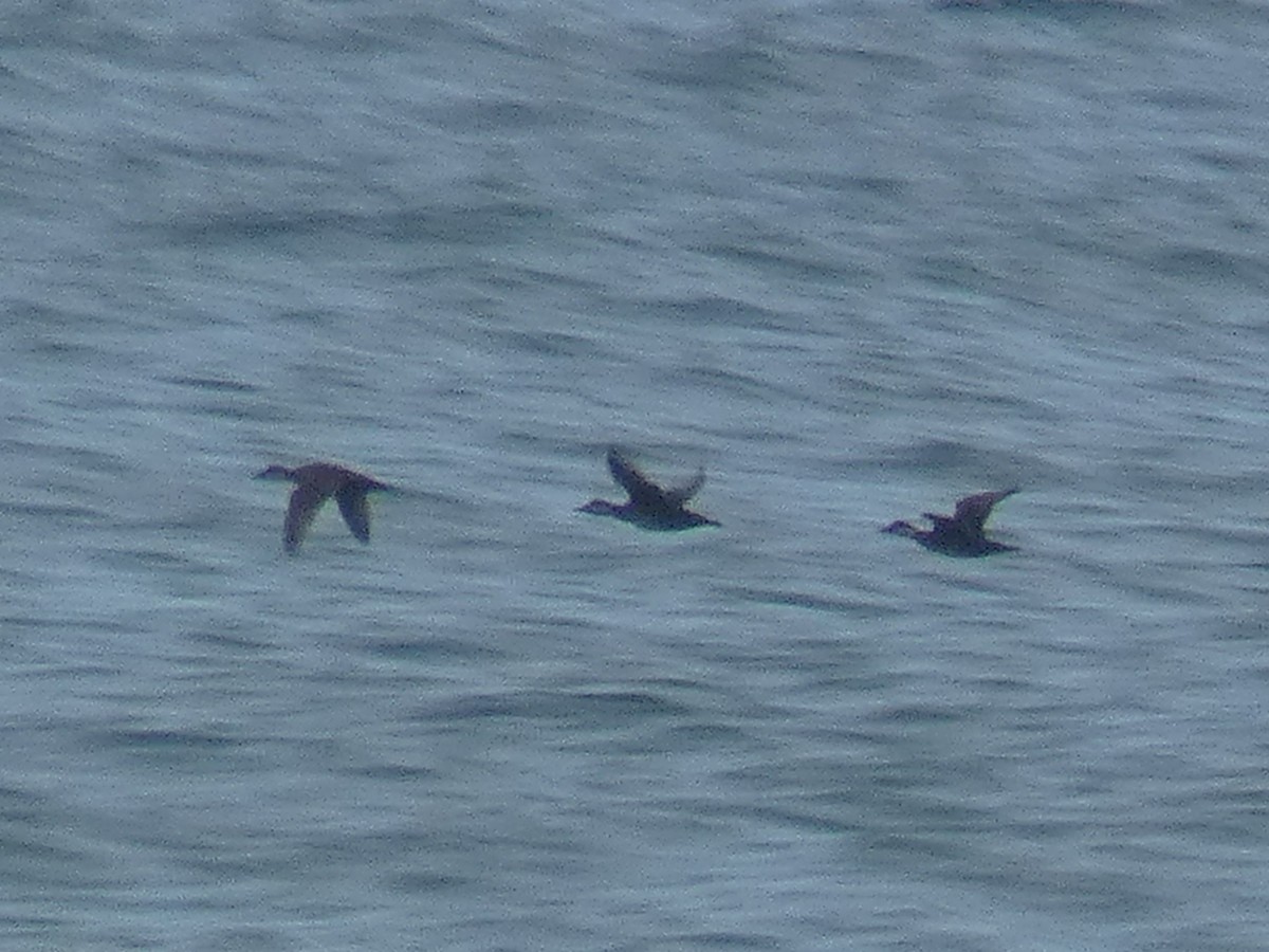 Common Scoter - ML195184551