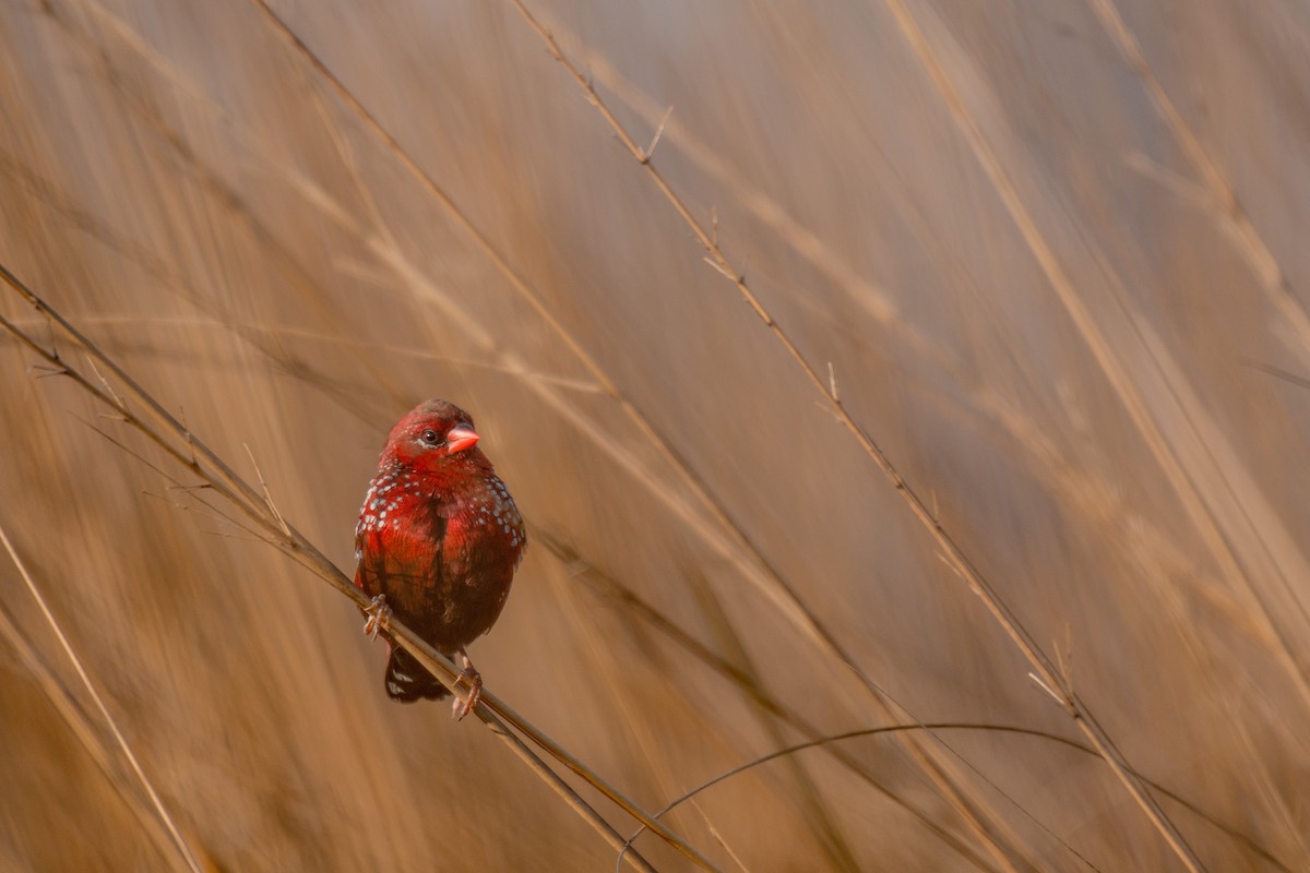 Red Avadavat - ML195184561