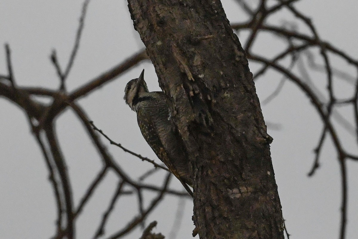 Bearded Woodpecker - ML195186061