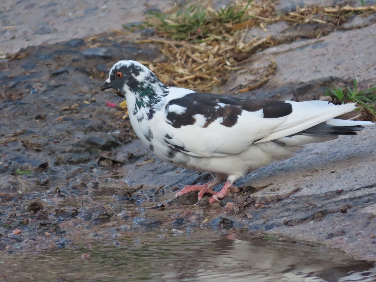 Rock Pigeon (Feral Pigeon) - Alfonso Auerbach