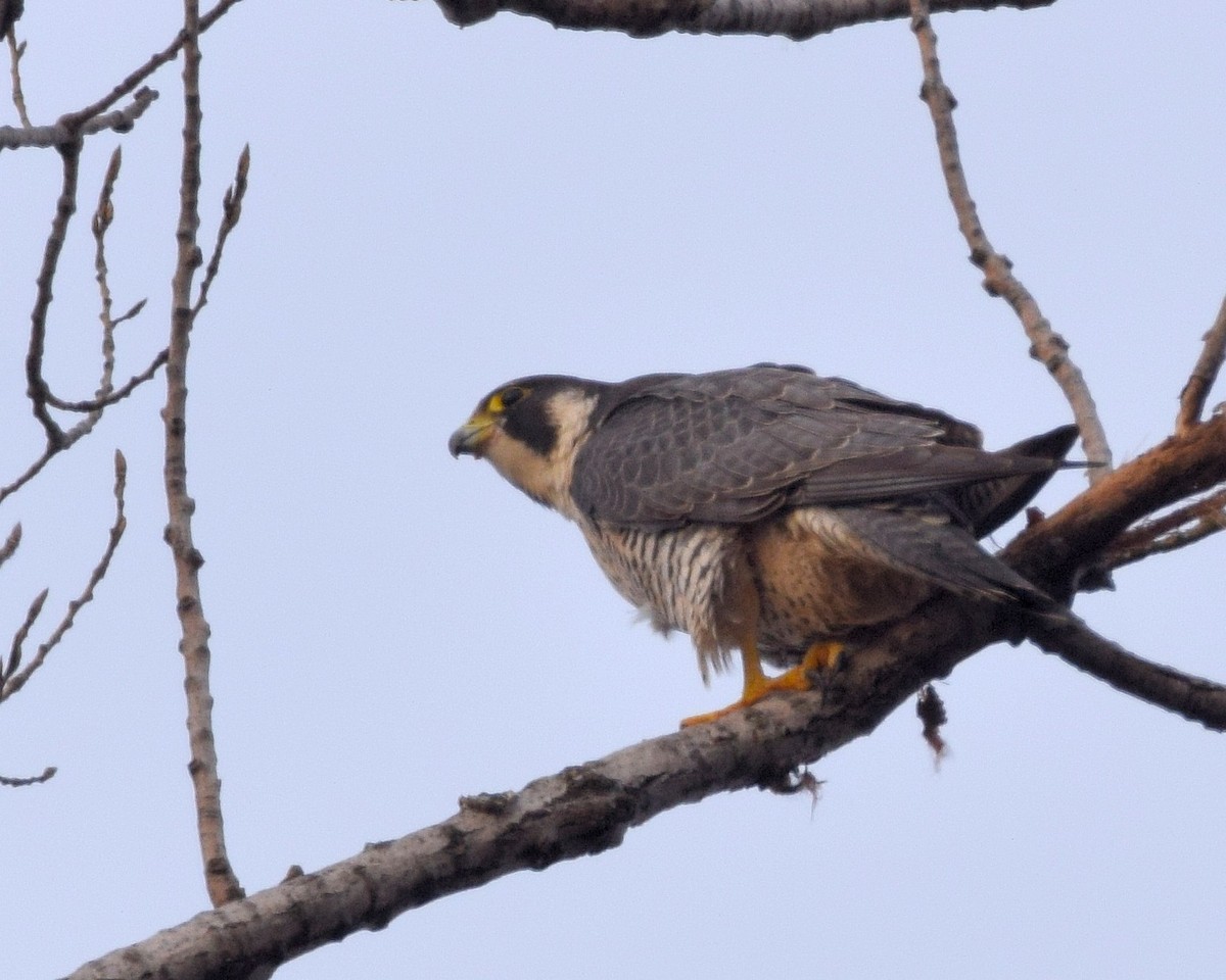 Peregrine Falcon - ML195186971