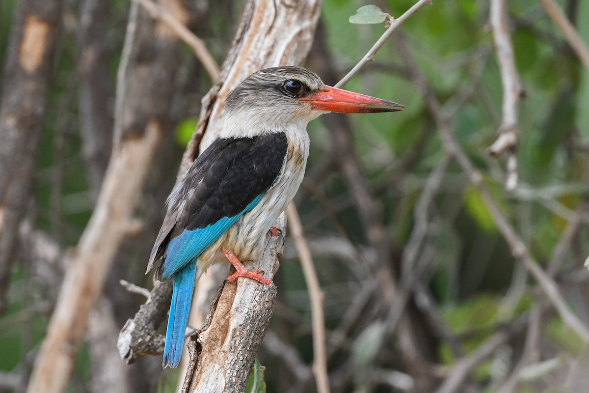 Brown-hooded Kingfisher - Maryse Neukomm