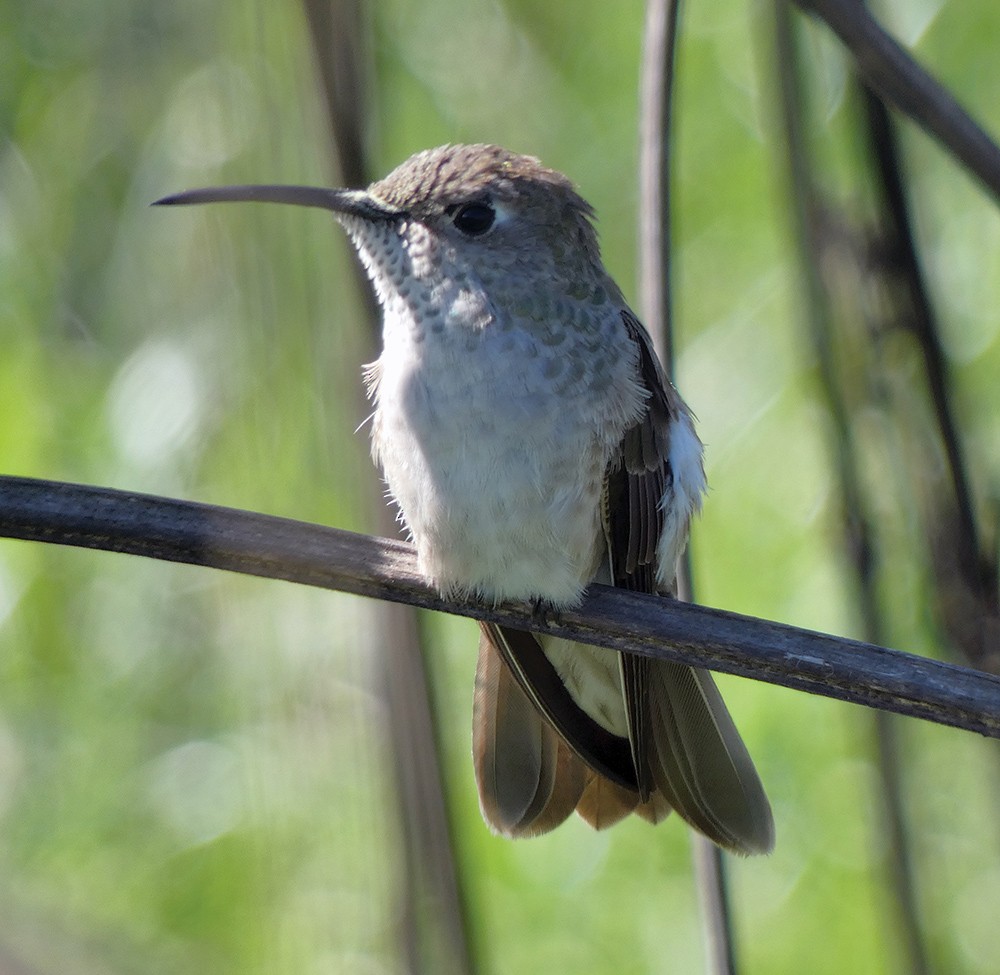 Spot-throated Hummingbird - j sykes