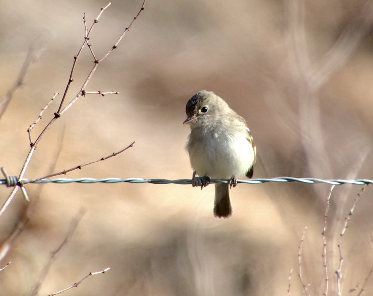 Least Flycatcher - ML195188291