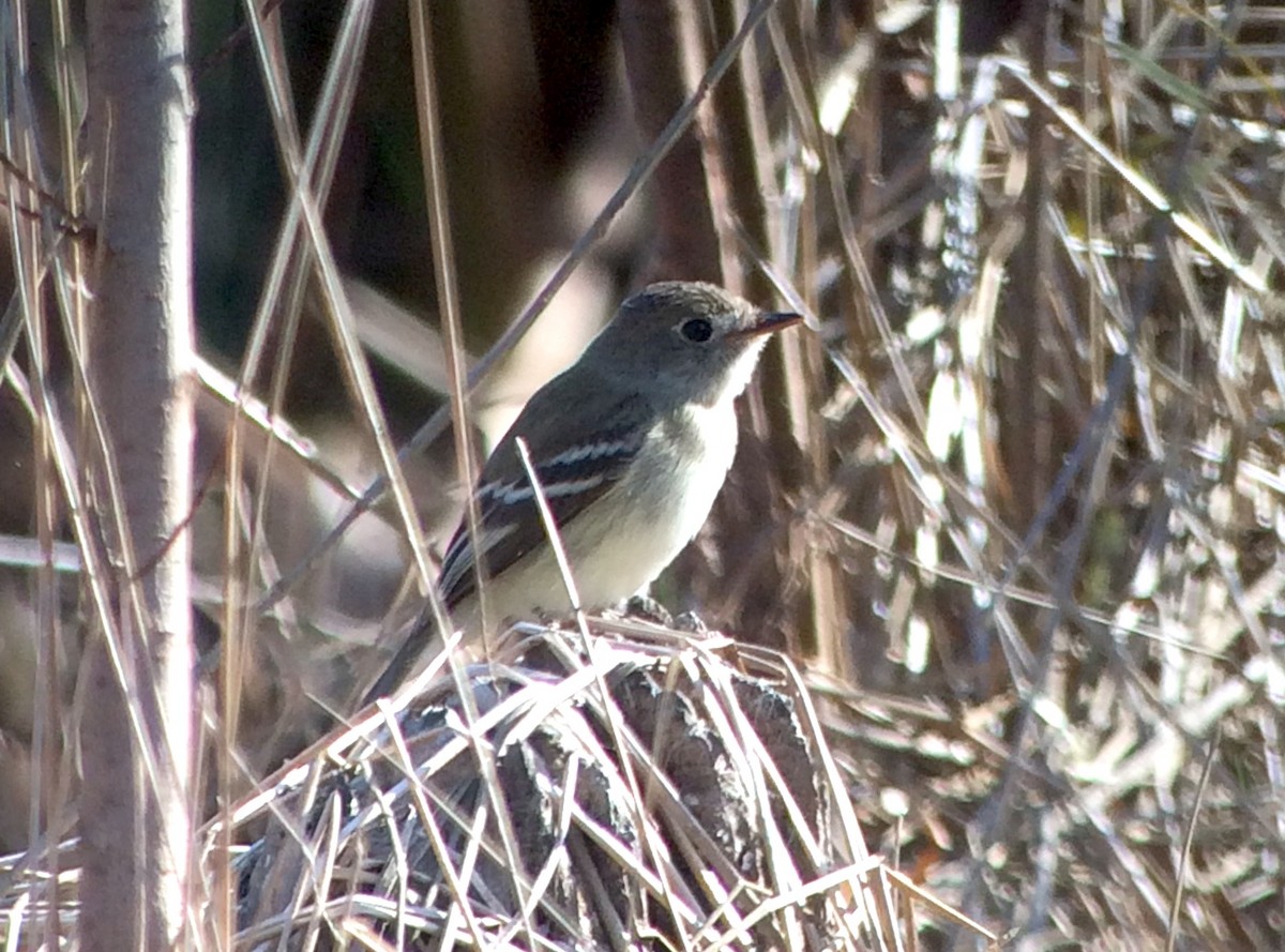 Least Flycatcher - ML195188311