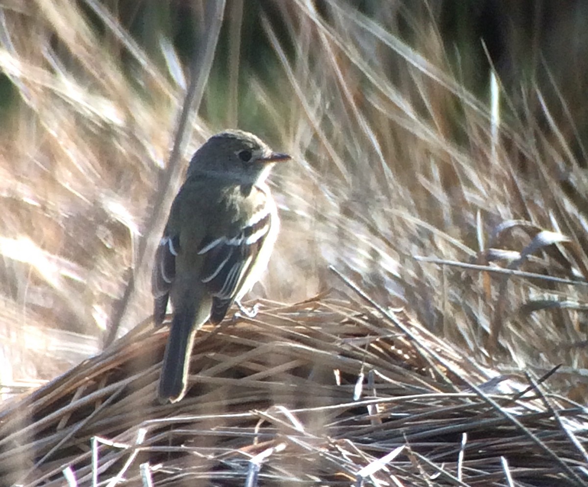 Least Flycatcher - Tony Kurz