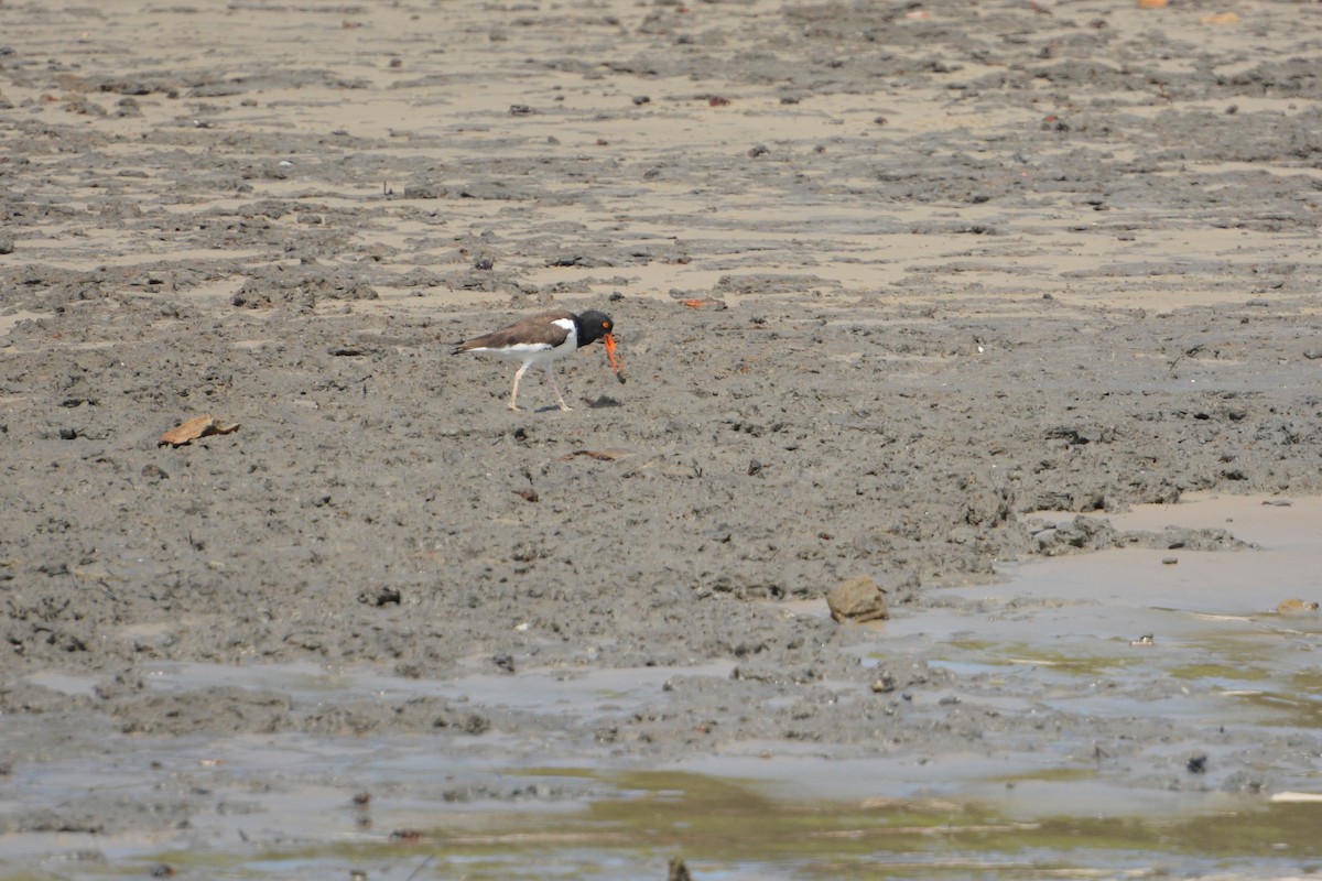 American Oystercatcher - ML195188541