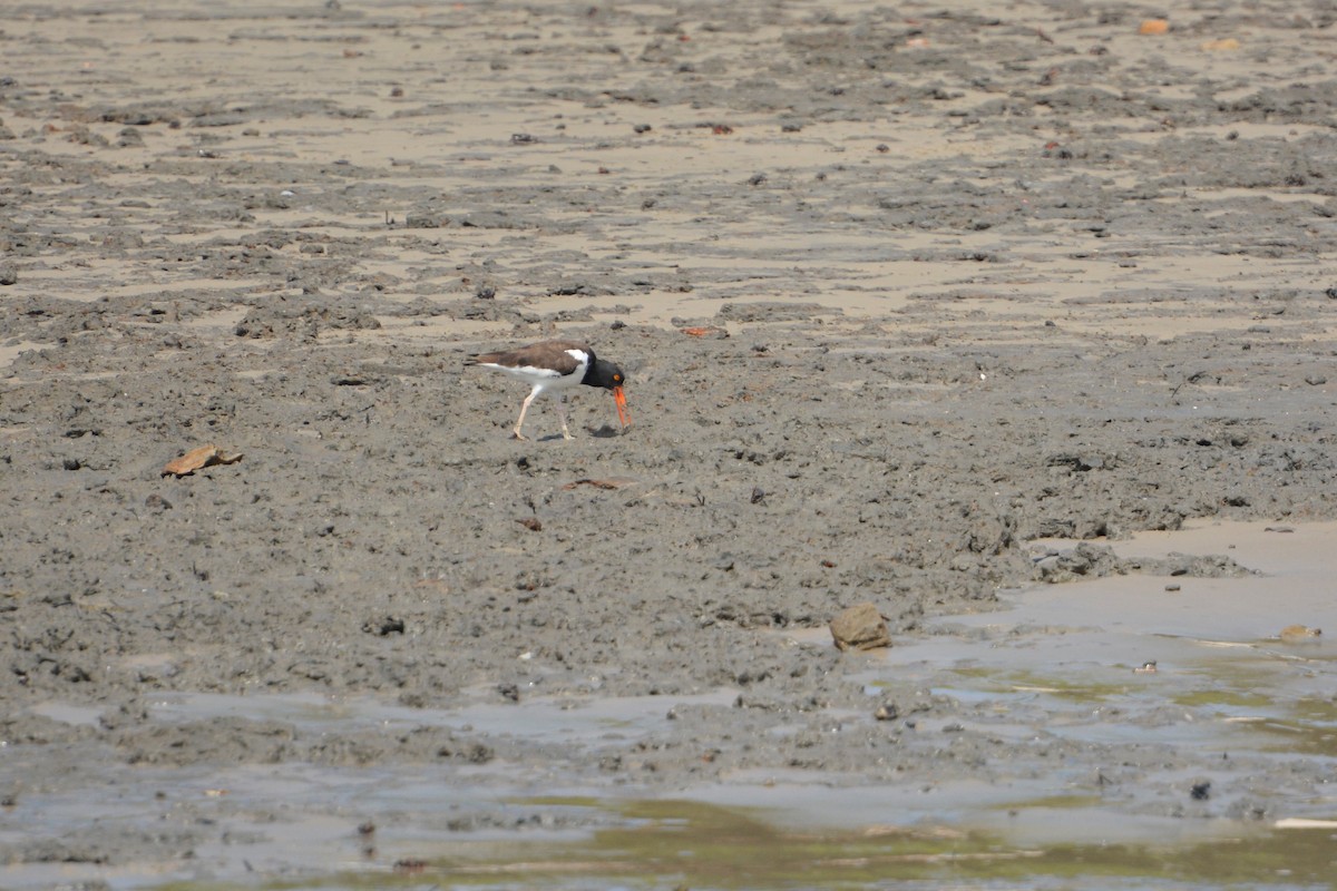 American Oystercatcher - ML195188561