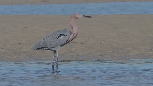 Reddish Egret - ML195188621