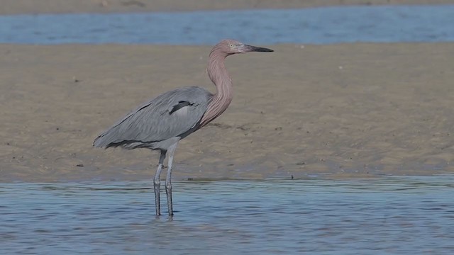 Reddish Egret - ML195188621