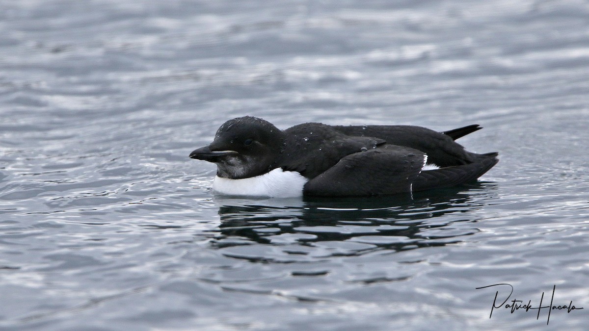 Thick-billed Murre - patrick hacala