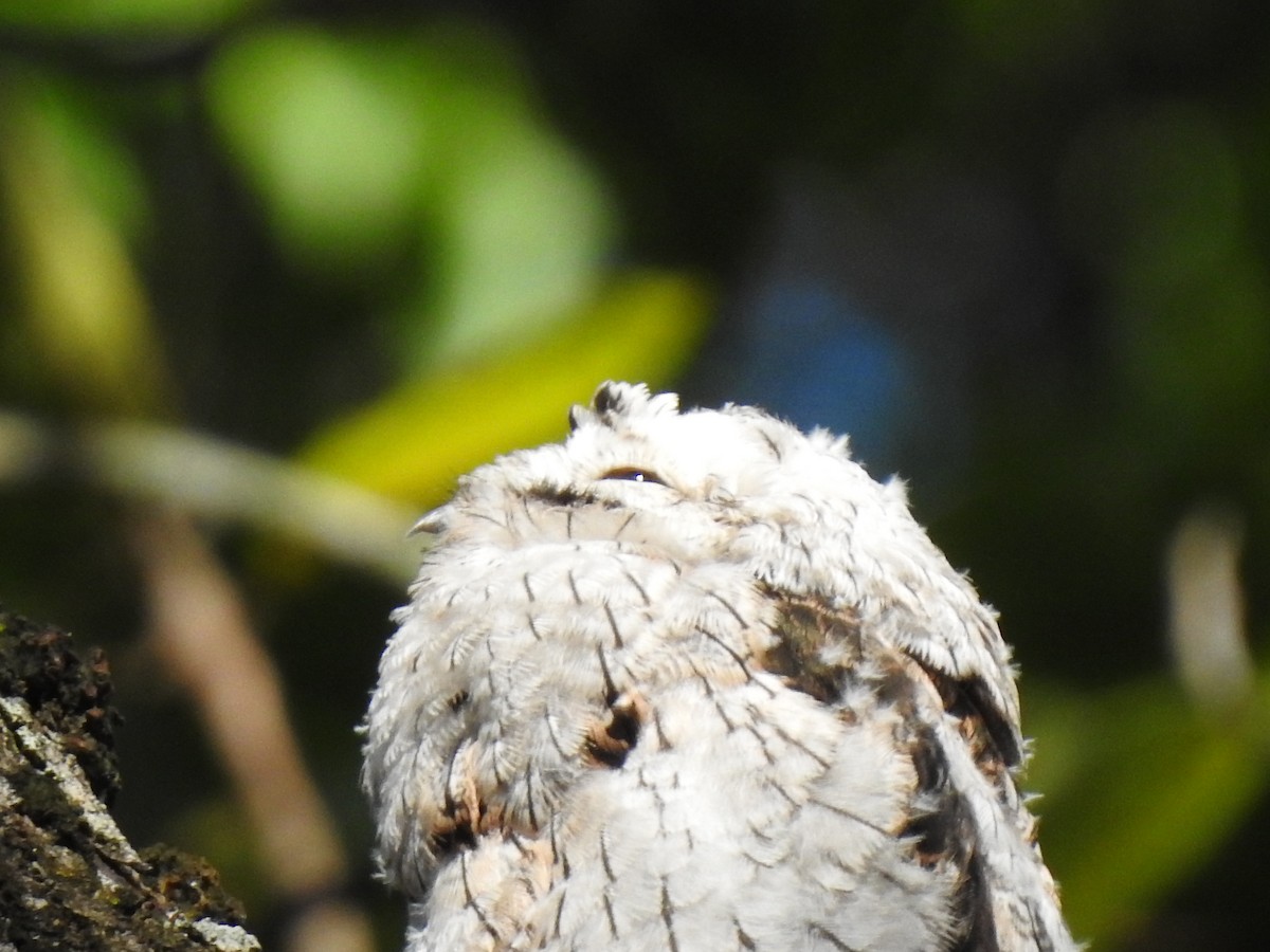 Common Potoo - ML195189131