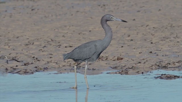 Little Blue Heron - ML195190021