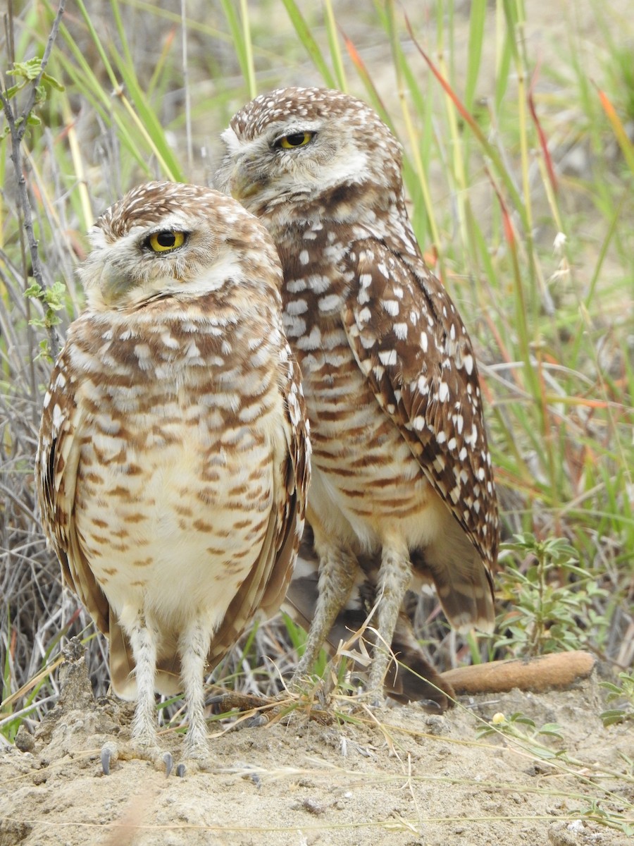 Burrowing Owl - ML195190401