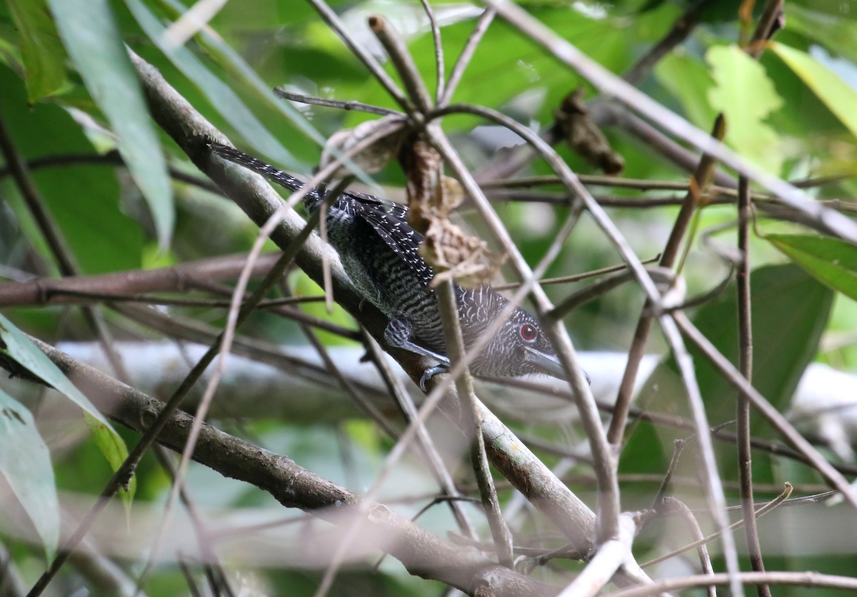 Fasciated Antshrike - Daniel Branch