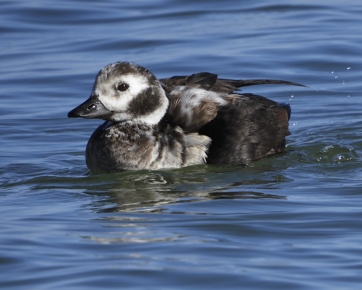 Long-tailed Duck - Antonio Varona Peña